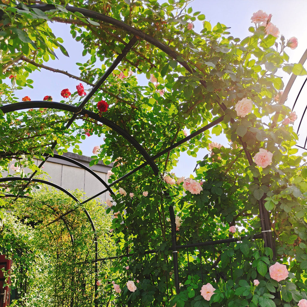 Metal Garden Arch with Two Plant Stands