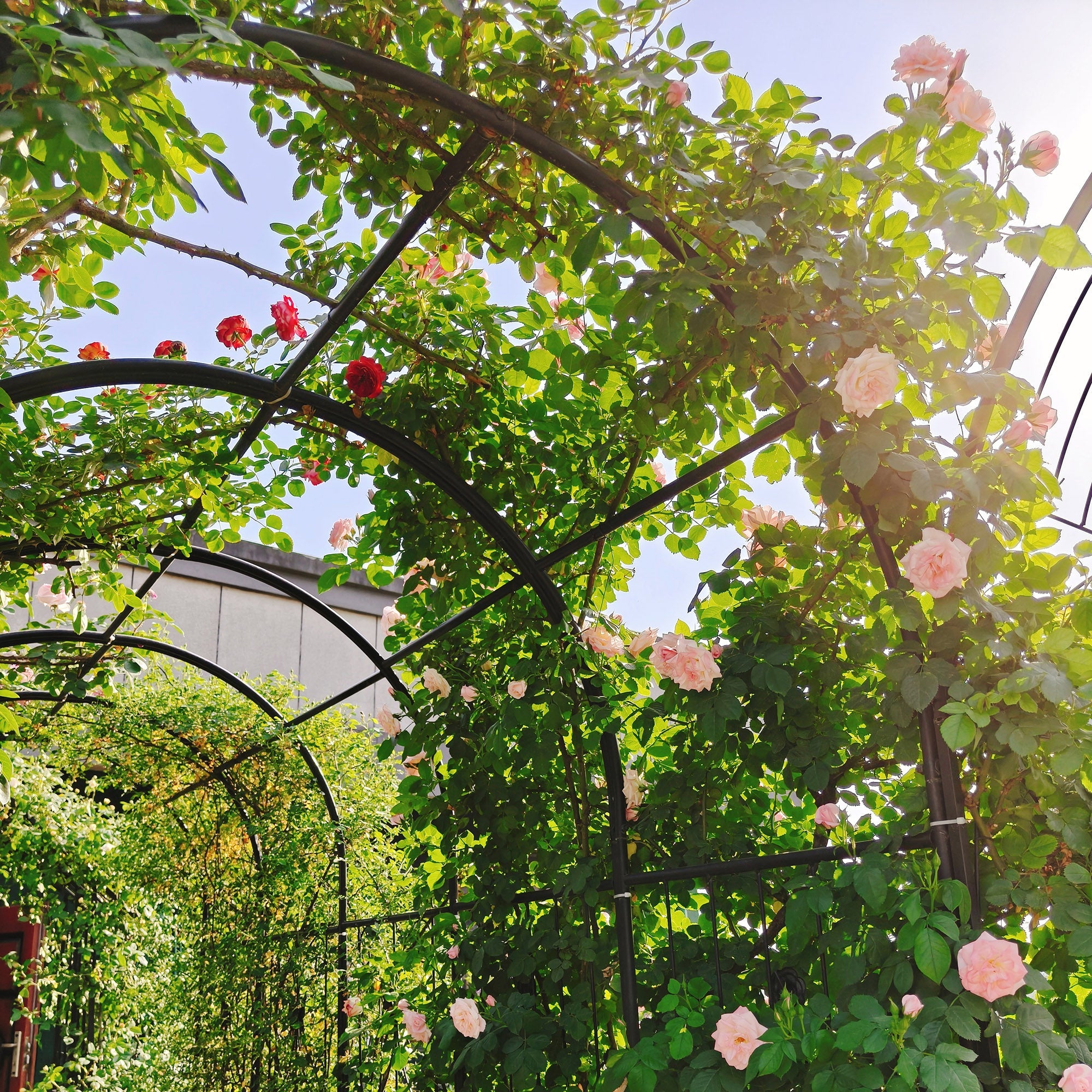 Metal Garden Arch with Two Plant Stands